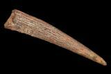 Pterosaur (Siroccopteryx) Tooth - Morocco #93172-1